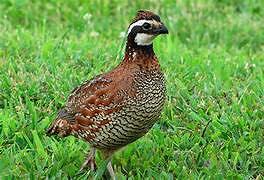 Coppia di Colino della Virginia