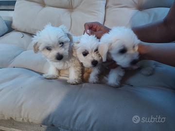 3 cani maltesi
