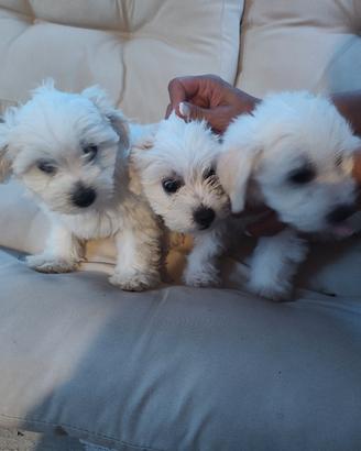 3 cani maltesi