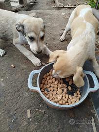 Cuccioli taglia media