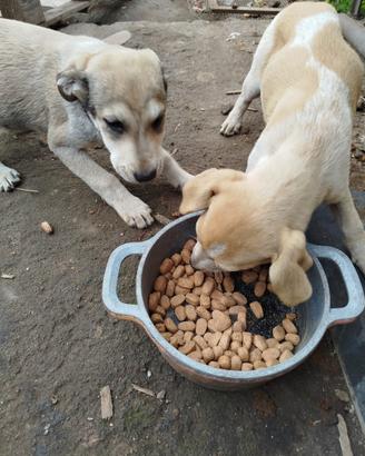 Cuccioli taglia media