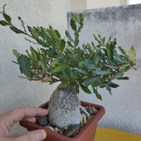 pianta grassa rara (Fockea Edulis)