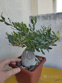 pianta grassa rara (Fockea Edulis)