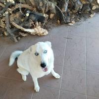Siberian Husky