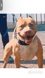Pitbull per monta