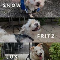 ? adozione - 3 canetti