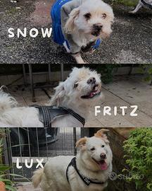 ? adozione - 3 canetti