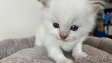 Cuccioli Sacro di Birmania