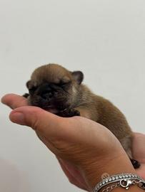 Bulldog francese