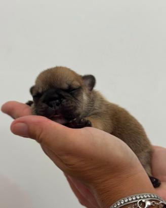 Bulldog francese