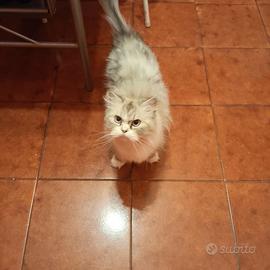 Animali