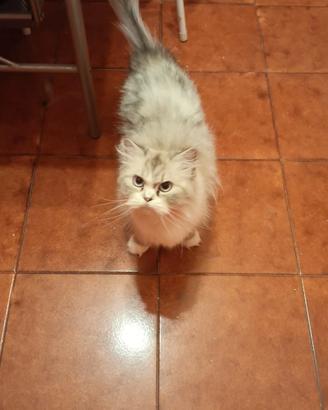 Animali
