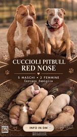 cuccioli di pitbull rednoose ukc