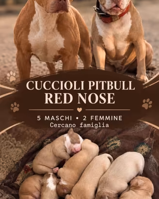 cuccioli di pitbull rednoose ukc