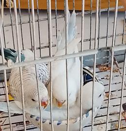 Uccelli