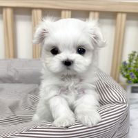 Cucciolo di maltese con pedigree