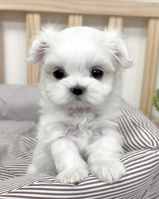 Cucciolo di maltese con pedigree