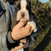 Cuccioli di Boxer