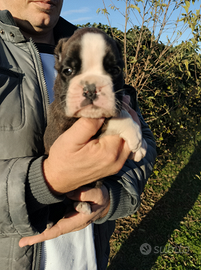 Cuccioli di Boxer