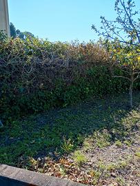 Magazzino con terreno