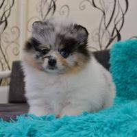 Spitz merle occhi azzurri