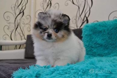 Spitz merle occhi azzurri