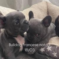 French bulldog