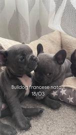 French bulldog