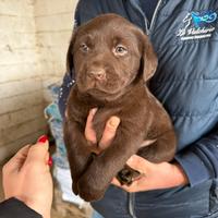 Femmina di Labrador cioccolato con pedigree