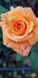 Rosa arancio intenso 