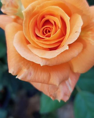 Rosa arancio intenso 