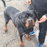 Rottweiler gigante per monta con pedigree