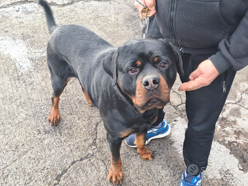 Rottweiler gigante per monta con pedigree