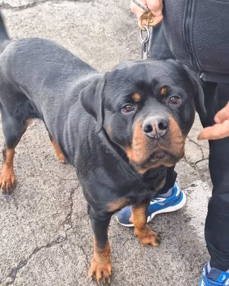 Rottweiler gigante per monta con pedigree