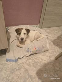 Cucciolo Jack Russell