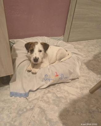 Cucciolo Jack Russell