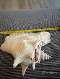 Grande conchiglia marina decorativa rosa – 30 cm