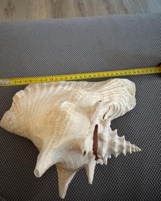 Grande conchiglia marina decorativa rosa – 30 cm