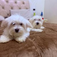 Cucciolo maschio maltese