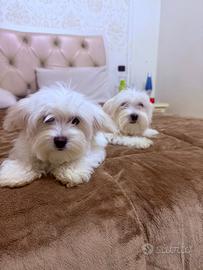 Cucciolo maschio maltese