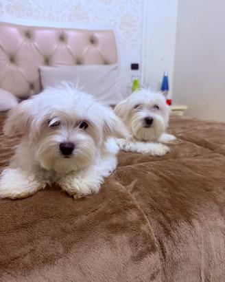 Cucciolo maschio maltese