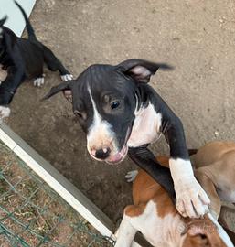 Cuccioli Amstaff