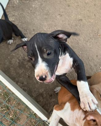 Cuccioli Amstaff