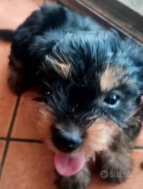 cuccioli di  Yorkshire -2maschietti sverminati e v