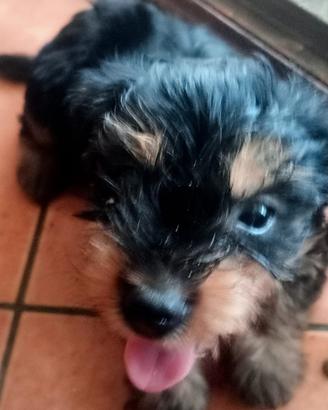 cuccioli di  Yorkshire -2maschietti sverminati e v