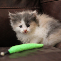 Norvegese delle foreste