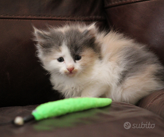 Norvegese delle foreste