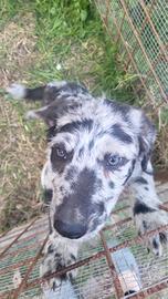 Incrocio border collie