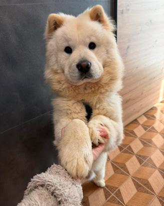 Chow Chow disponibile per monta