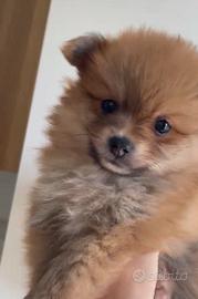 Spitz Pomerania